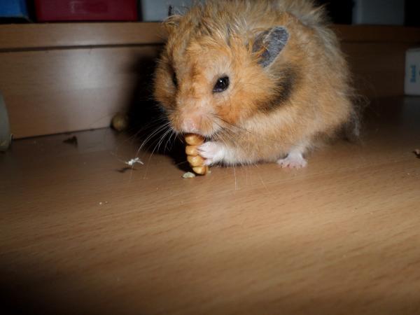 hamster 2013 img0264