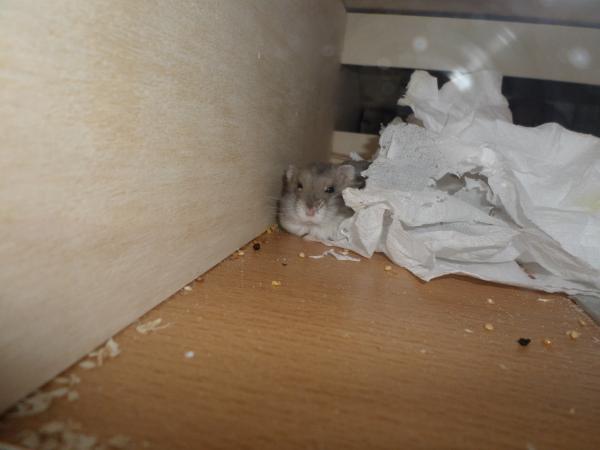 hamster 2013 img0266