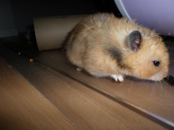 hamster 2013 img0278