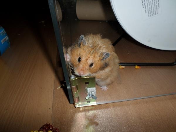 hamster 2013 img0281