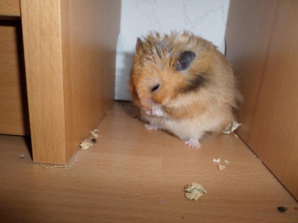 hamster 2013x2 img0026