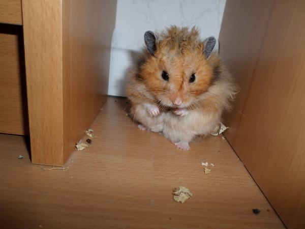 hamster 2013x2 img0027