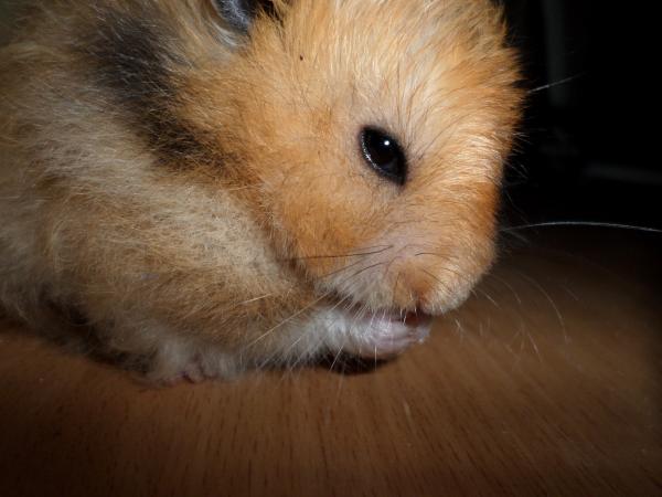 hamster 2013x2 img0032