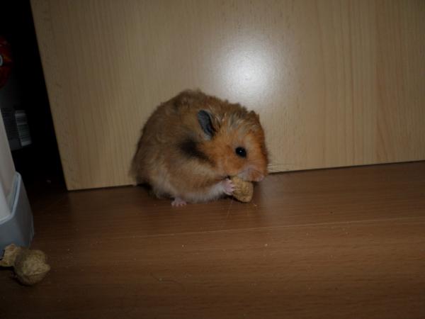 hamster 2013x2 img0048