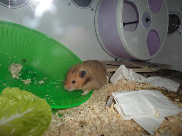 hamster 2013x2 img0129