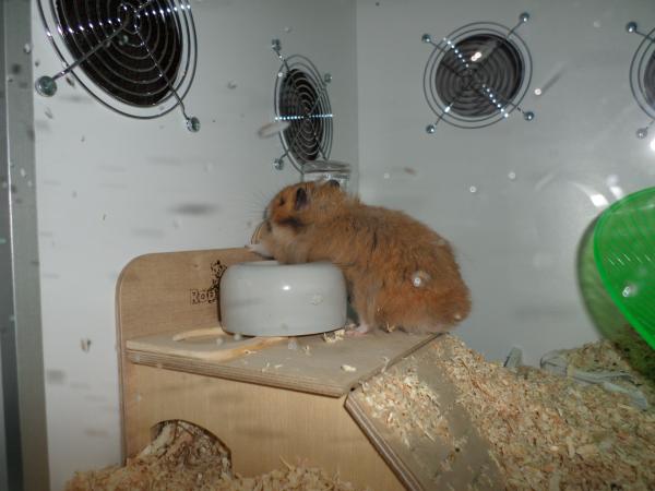 hamster 2013x2 img0138