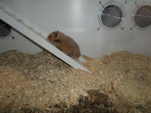 hamster 2013x2 img0145