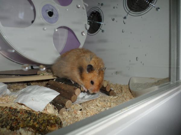 hamster 2013x2 img0146