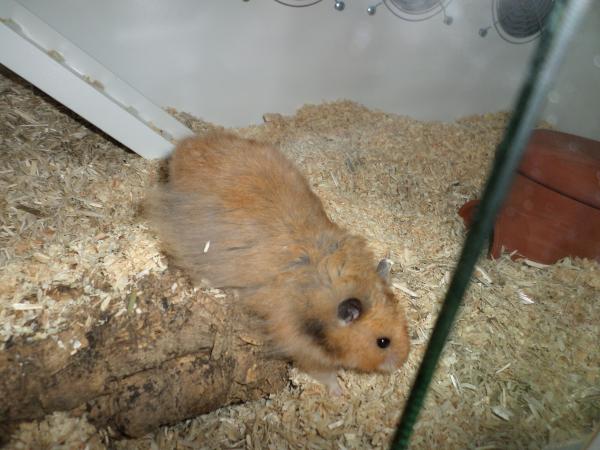 hamster 2013x2 img0147