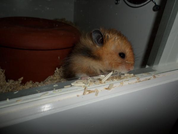 hamster 2013x2 img0149