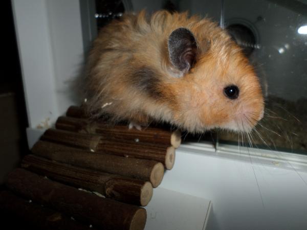 hamster 2013x2 img0172