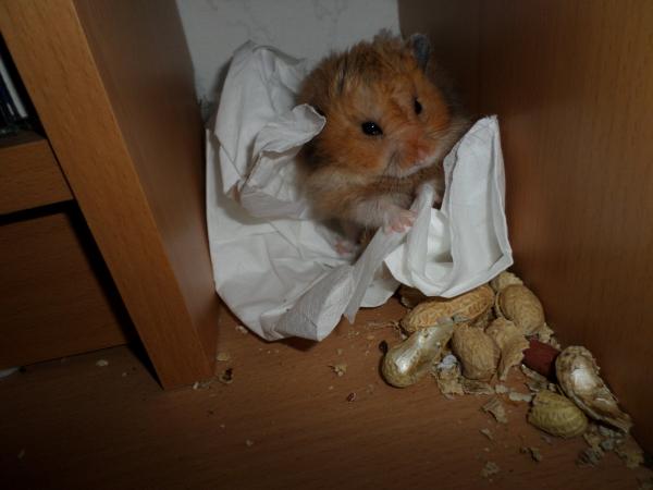 hamster 2013x2 img0173