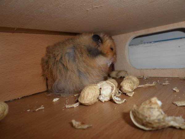 hamster 2013x2 img0230