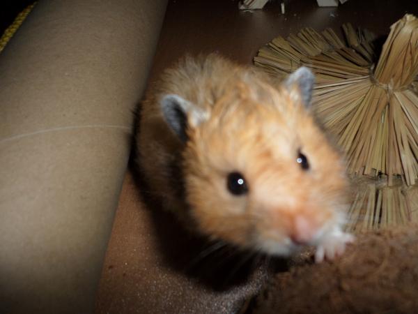 hamster 2013x2 img0312