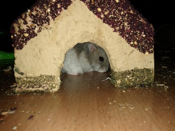 hamster 2013 img0026