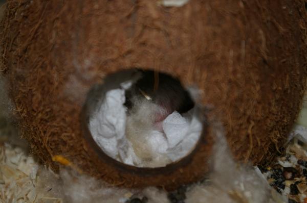 hamster 2013 img0038