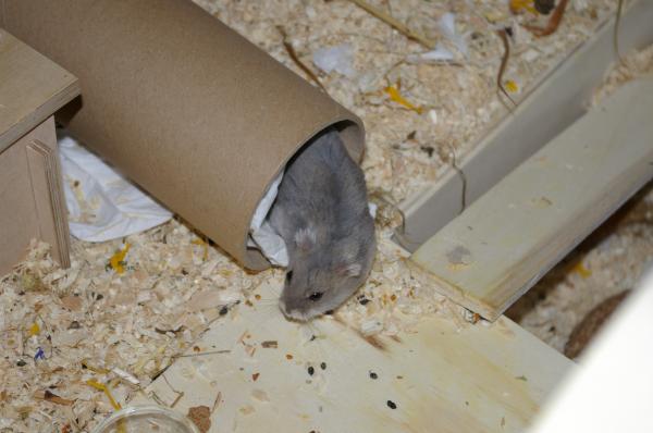 hamster 2013 img0039