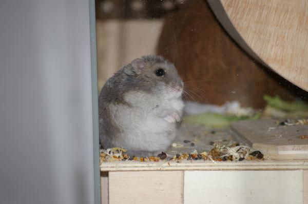 hamster 2013 img0044