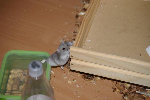 hamster 2013 img0048