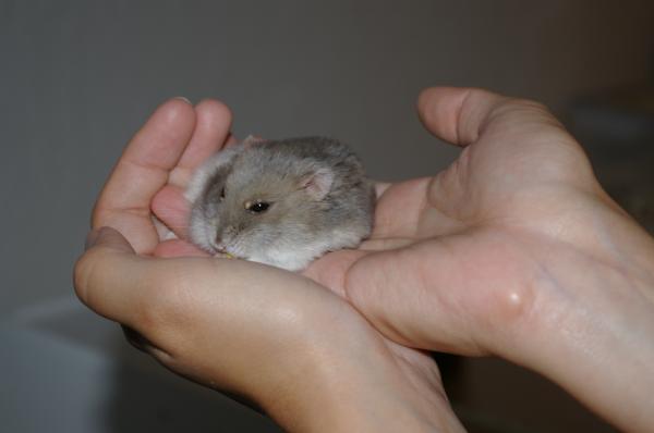 hamster 2013 img0083