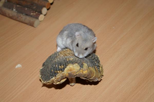 hamster 2013 img0094