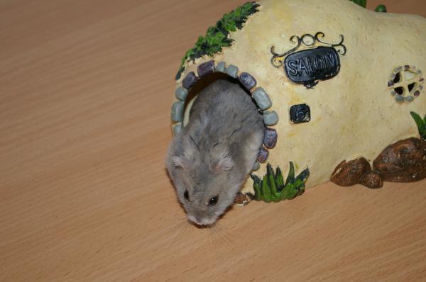 hamster 2013 img0100