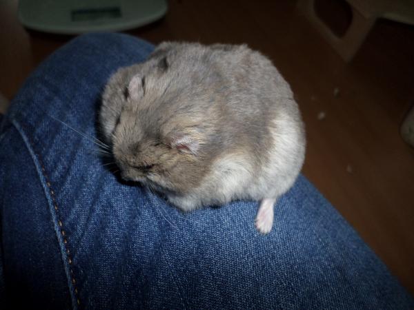 hamster 2013 img0197