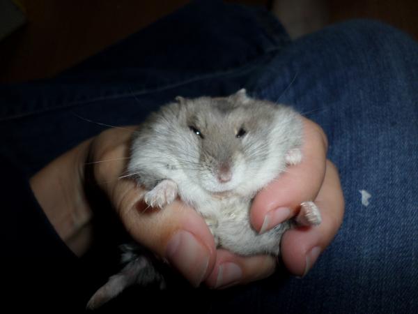 hamster 2013 img0198