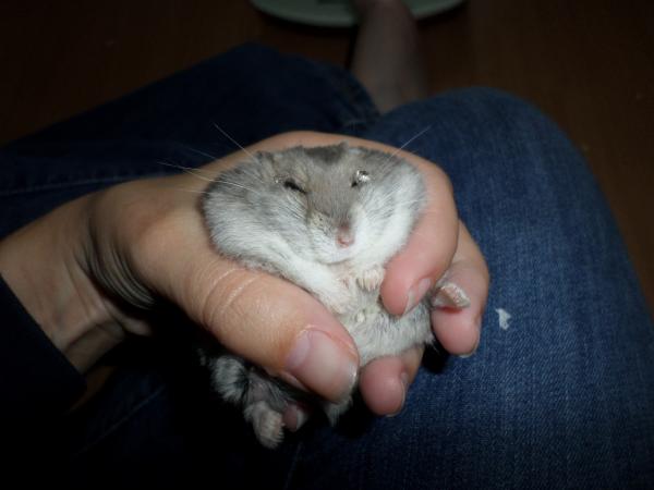 hamster 2013 img0199