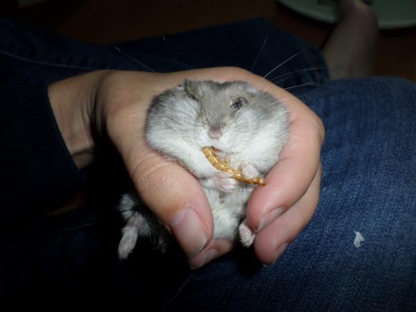 hamster 2013 img0200