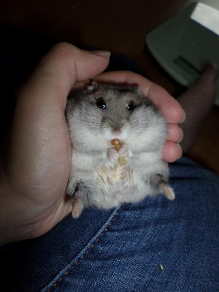 hamster 2013 img0203