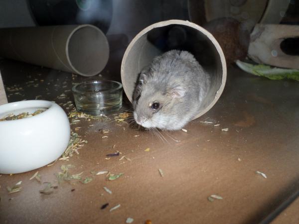 hamster 2013 img0207