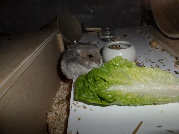 hamster 2013 img0255