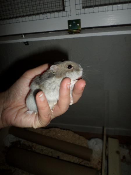 hamster 2013x2 img0034