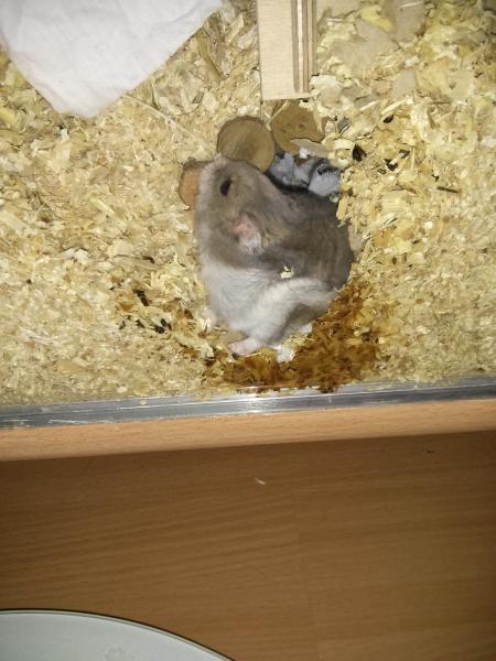 hamster 2013x2 img0112