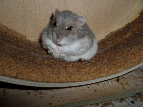 hamster 2013x2 img0169