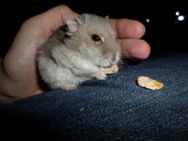 hamster 2013x2 img0248