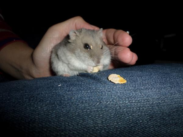 hamster 2013x2 img0249