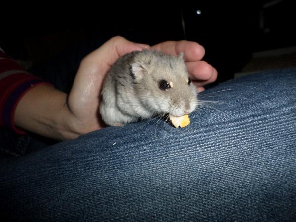 hamster 2013x2 img0250