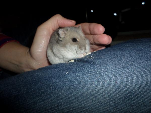 hamster 2013x2 img0251