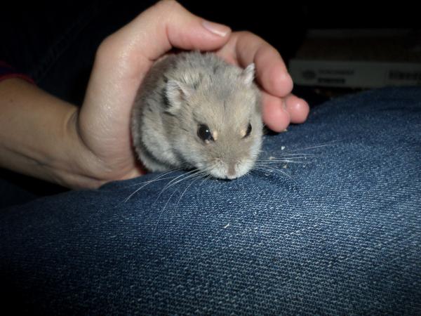 hamster 2013x2 img0252