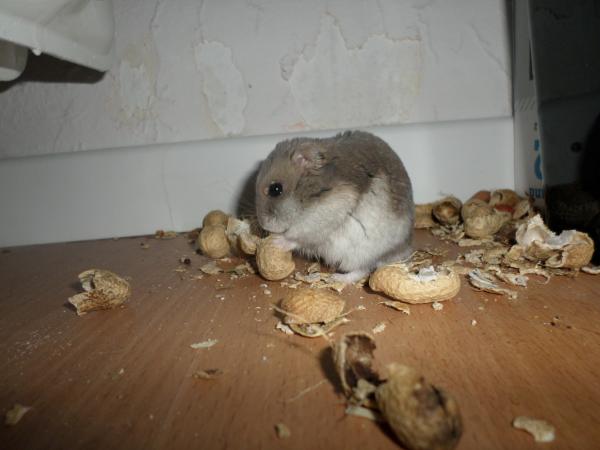 hamster 2013x2 img0255