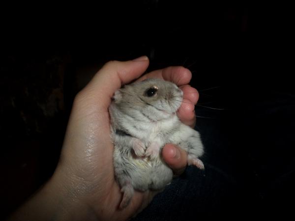 hamster 2013x2 img0258