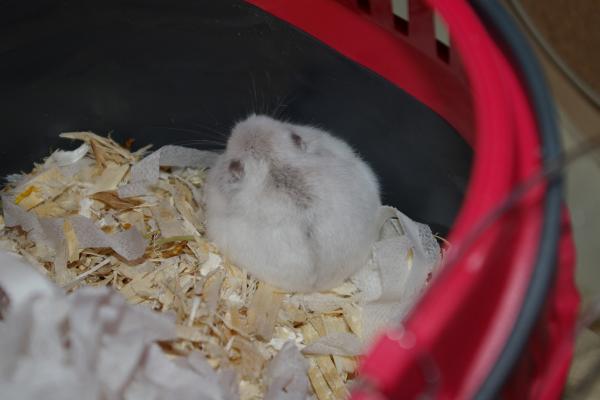 sonstiges hamster5 img0365