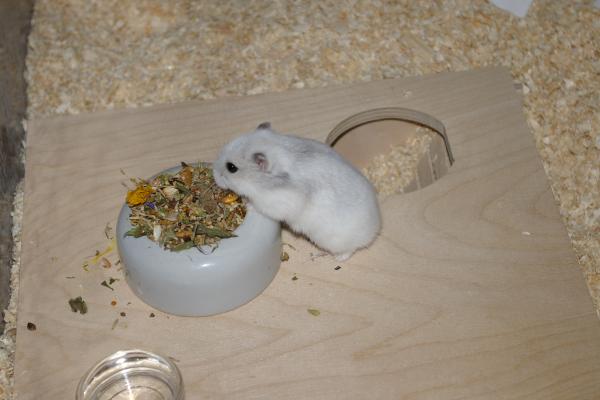 sonstiges hamster5 img0368