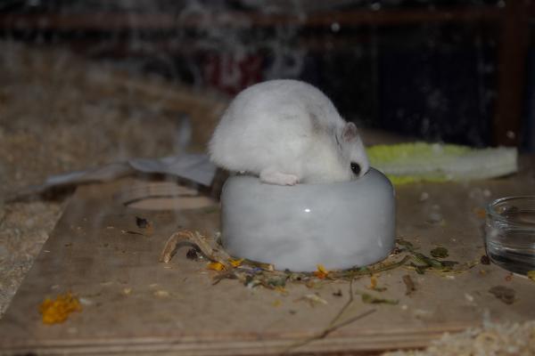 sonstiges hamster5 img0372