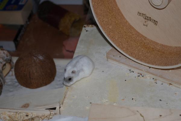 sonstiges hamster5 img0386