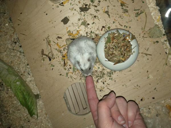 sonstiges hamster5 img0393