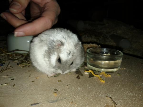 sonstiges hamster5 img0398