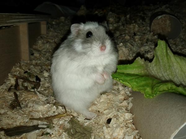 sonstiges hamster5 img0399